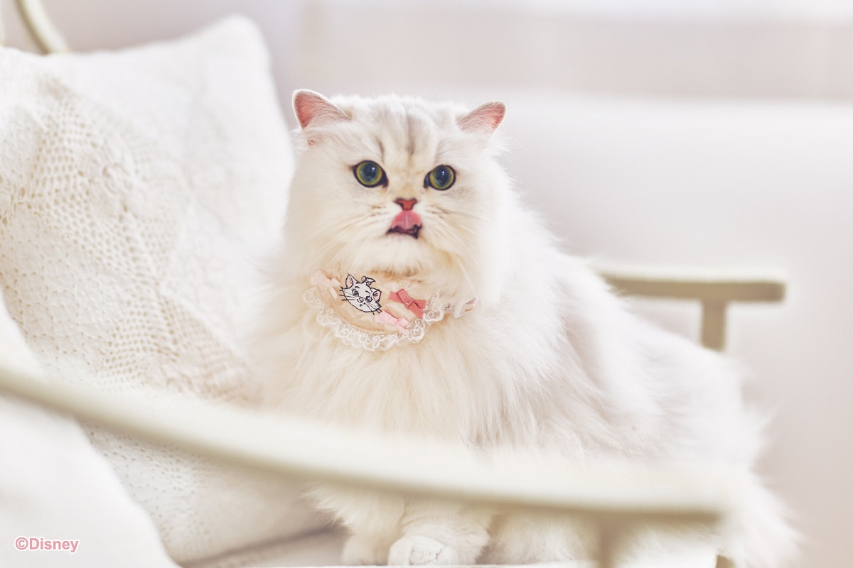 ディズニー】圧倒的可愛さ！「マリー」デザインの猫用アイテムに注目 