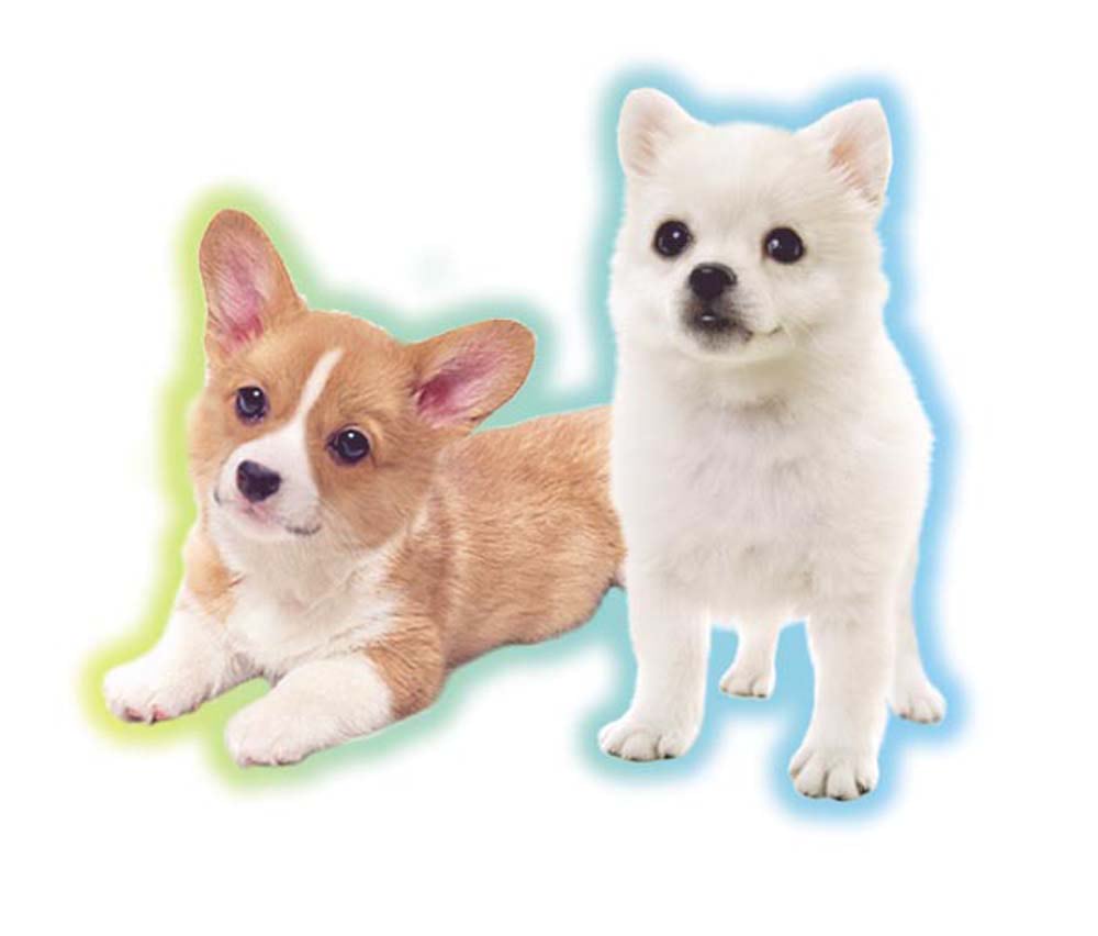 わんわんわんこ】2007年に登場したデザインを復刻したアイテムが発売